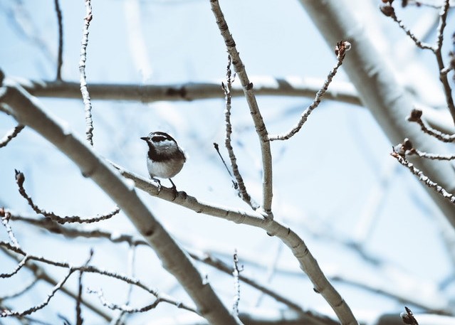 bird in a tree